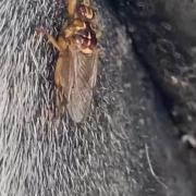 La mouche araignee1